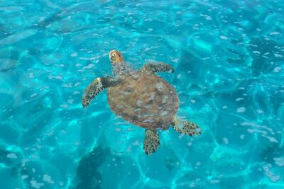 Half day Excursion, Drift Snorkeling Lagoon Adventure. 3H - The 3-hour rhythm: cruising, optional snorkeling, and easy in-water help