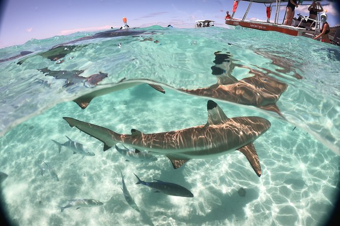 Half day Excursion, Drift Snorkeling Lagoon Adventure. 3H - Captain Taina and the family-crew feel: personal attention without the fuss