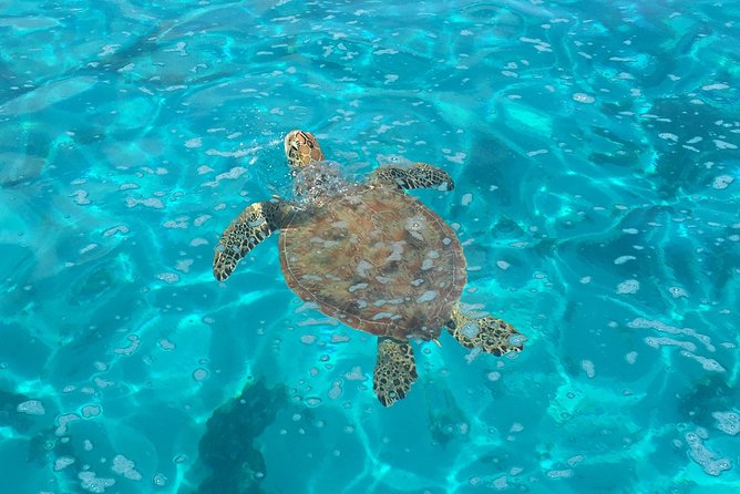 Half day Excursion, Drift Snorkeling Lagoon Adventure. 3H - The 3-hour rhythm: cruising, optional snorkeling, and easy in-water help