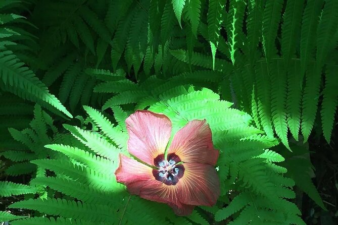 Half-Day Guided Hike to Afareaitu Waterfall - Who this hike is best for (and who should skip it)