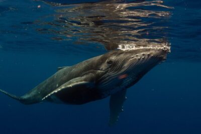 Half-Day Humpback Whales Encounter in Moorea - On the water: how whale spotting typically unfolds