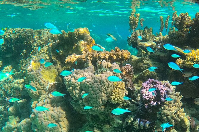 Half day lagoon safari tour in Bora Bora- Shared tour - Why This Half-Day Lagoon Safari Packs Real Value