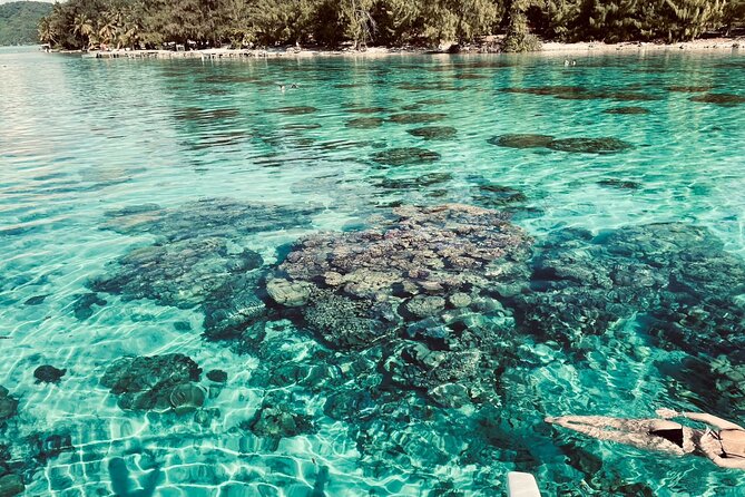 Half day lagoon safari tour in Bora Bora- Shared tour - The Lagoon Game Plan: Coral Gardens, Rays, and Reef Sharks