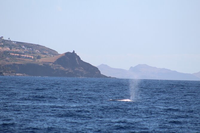 Half Day Madeira Island Cruise with Lunch - A Half-Day Cruise That Feels Like You Got the Real Madeira