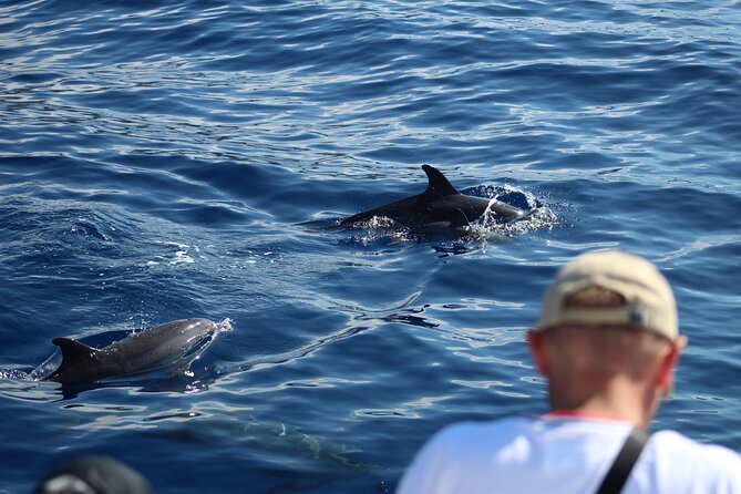 Half Day Madeira Island Cruise with Lunch - Getting to the Boat: Pickup, Meeting Point, and What to Plan for