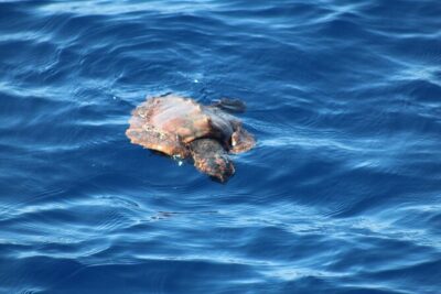 Half Day Madeira Island Cruise with Lunch - Calhau da Lapa Swim Stop: Short Window, Big Payoff