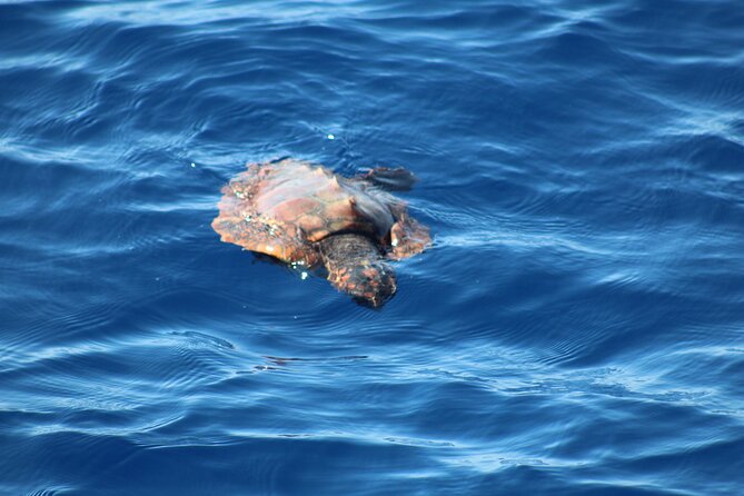 Half Day Madeira Island Cruise with Lunch - Calhau da Lapa Swim Stop: Short Window, Big Payoff
