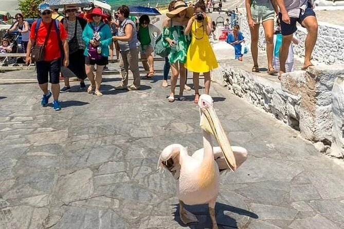 Half-Day Private Guided Tour in Mykonos up to 6 - Kalo Livadi and the beach approach: passing beaches like a local