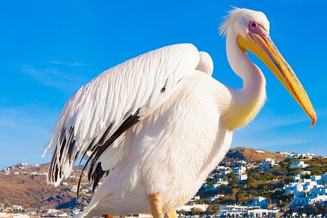 Half-Day Private Guided Tour in Mykonos up to 6 - Mykonos Town: the maze walk, Petros the pelican, and time for real browsing