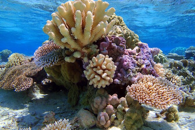 Half Day Private Lagoon Snorkeling Experience - Mount Otemanu views from the lagoon: why that matters