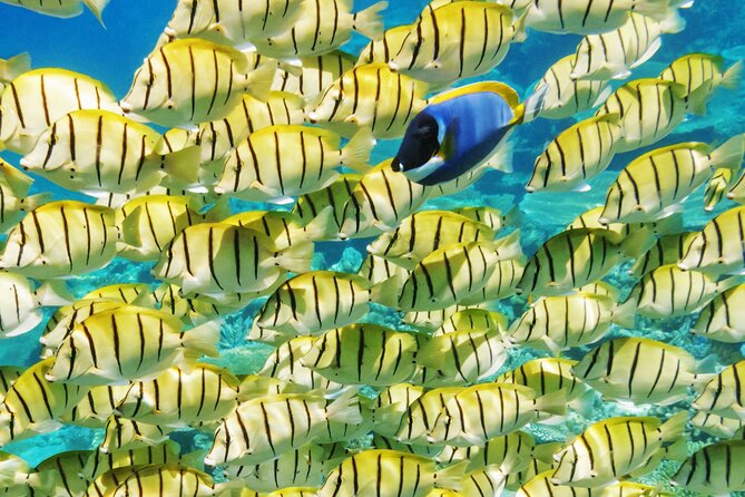 Half-Day Small-Group Cruise in Bora Bora with Snorkelling - 5 Key Highlights That Make This Bora Bora Snorkeling Cruise Worth It
