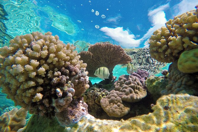 Half-Day Small-Group Cruise in Bora Bora with Snorkelling - Why This Half-Day Lagoon Cruise Works Better Than DIY Snorkeling