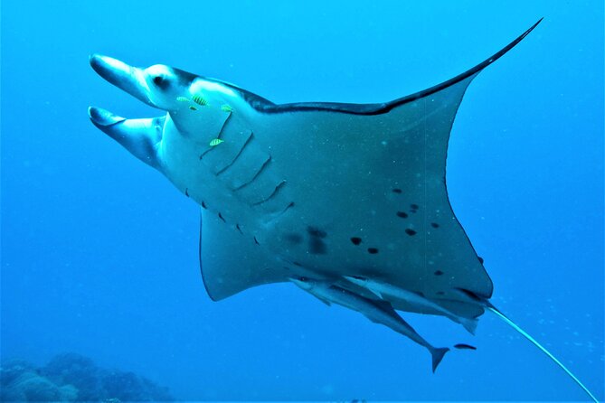 Half-Day Small-Group Cruise in Bora Bora with Snorkelling - Guide Energy, Ukulele, and Why Culture Belongs in the Lagoon