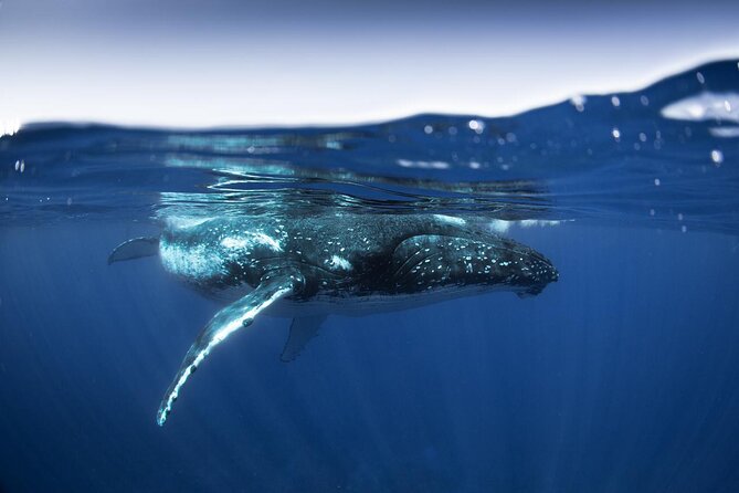 Half Day Small Group Whale Watching - When Humpbacks Show Up: Moorea’s August to November Window