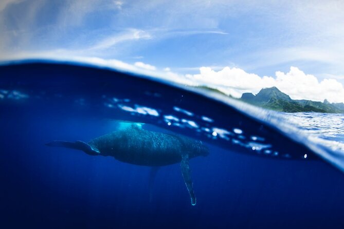 Half Day Small Group Whale Watching - Who This Half-Day Tour Suits Best (and Who Should Rethink It)