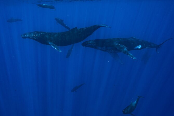 Half Day Small Group Whale Watching - Practical Tips: Motion Sickness and Open-Water Comfort