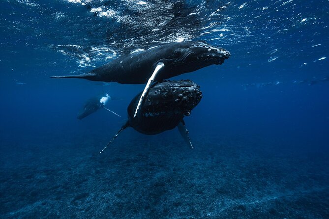 Half Day Small Group Whale Watching - From Coco Beach to Your First Whale Sightings in About 4 Hours