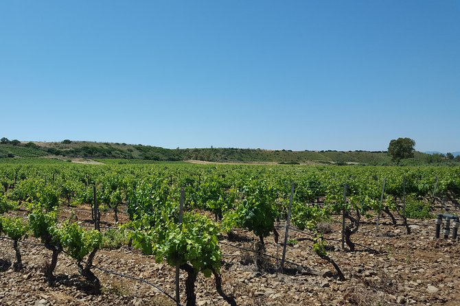Half-Day Small-Group Wine Experience with Wine Expert from Cagliari - What You Taste: Canonau, Vermentino, Mirto, Grappa, and Local Bites