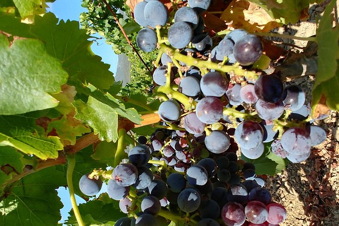 Half-Day Small-Group Wine Experience with Wine Expert from Cagliari - Price and Logistics: Is $108.84 Worth It?