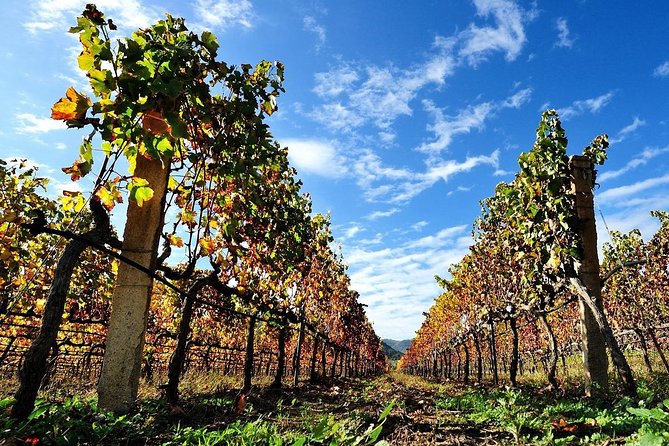 Half-Day Small-Group Wine Experience with Wine Expert from Cagliari - Who Should Book This Tour, and Who Should Skip It
