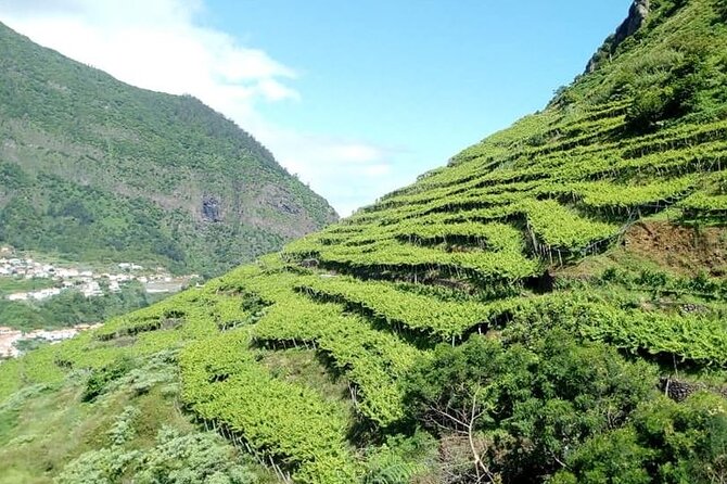 Half-Day Small-Group Wine Tour in Madeira - Vineyard time with an enologist: what you’re really learning