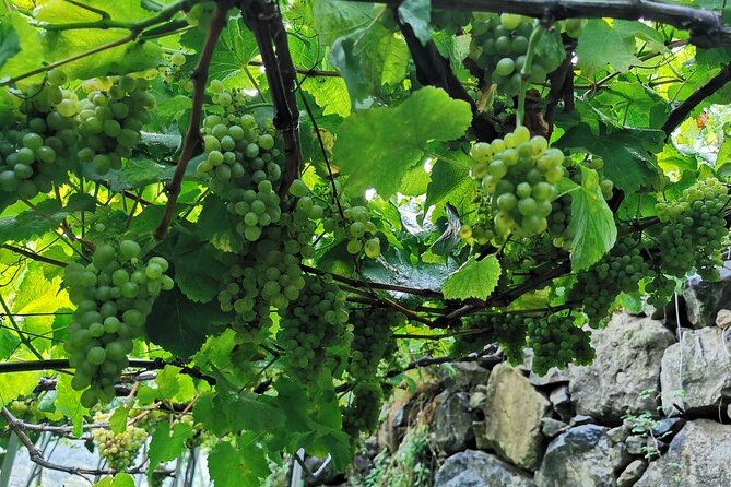 Half-Day Small-Group Wine Tour in Madeira - The tasting: how it works and what to expect from the wine