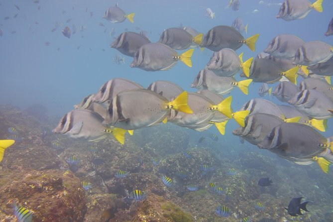 Half-Day Snorkeling Experience in Tamarindo - Key highlights you’ll care about