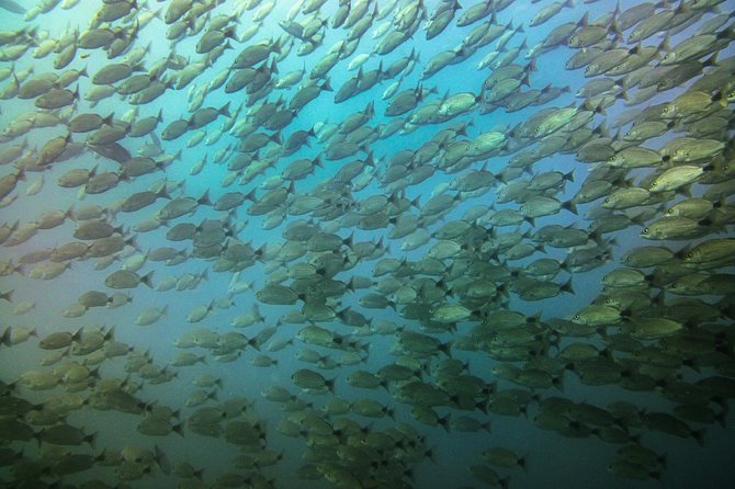 Half-Day Snorkeling Experience in Tamarindo - Your morning begins at 6:40 am (and why that matters)