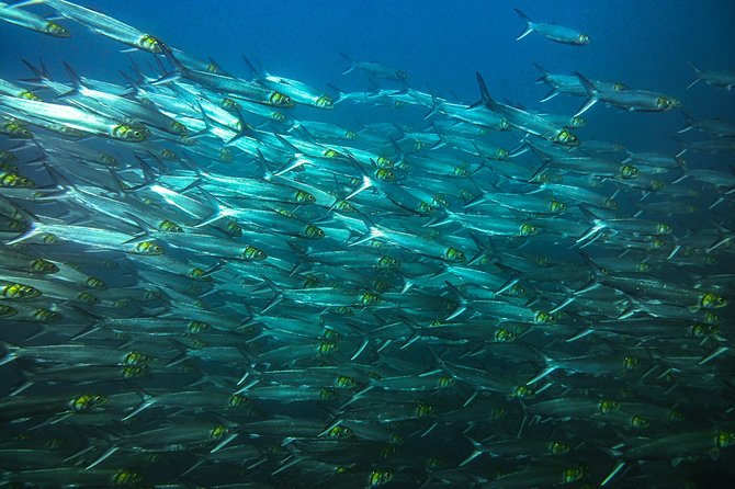 Half-Day Snorkeling Experience in Tamarindo - What “guided snorkeling” actually feels like on this boat