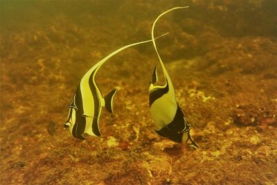 Half-Day Snorkeling Experience in Tamarindo - Catalina’s Archipelago vs. Cabo Velas: where your two swims happen