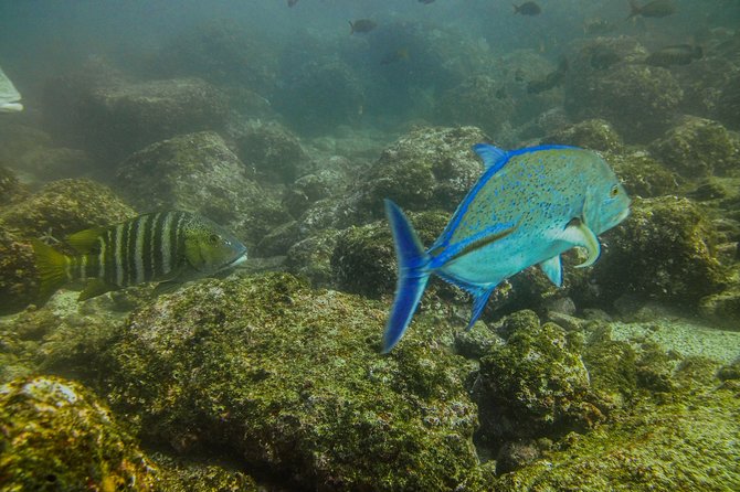 Half-Day Snorkeling Experience in Tamarindo - Wildlife odds: whales, manta rays, turtles, and more