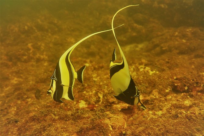 Half-Day Snorkeling Experience in Tamarindo - Catalina’s Archipelago vs. Cabo Velas: where your two swims happen