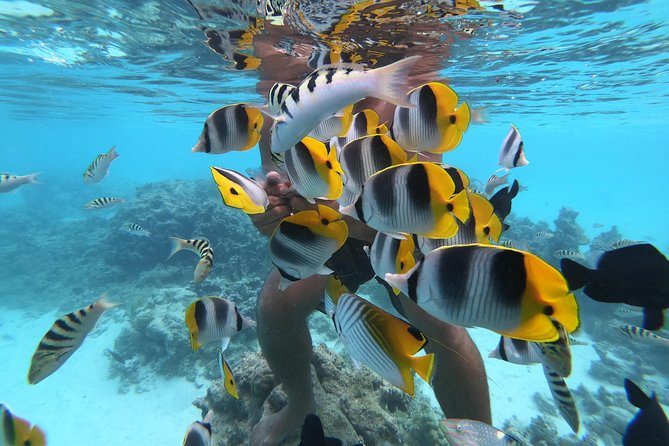 Half Day Snorkeling in Moorea - Cook’s Bay and Opunohu Bay: Sightseeing That Isn’t Just Looking