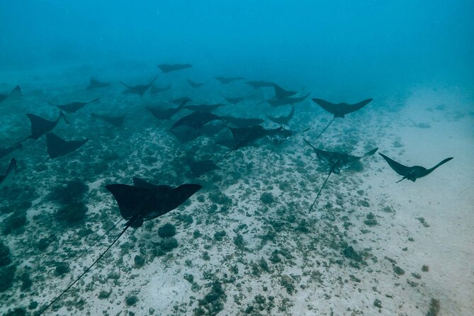 Half Day Snorkeling in Moorea - Dolphins, Whales, and the Seasons You Can Actually Plan
