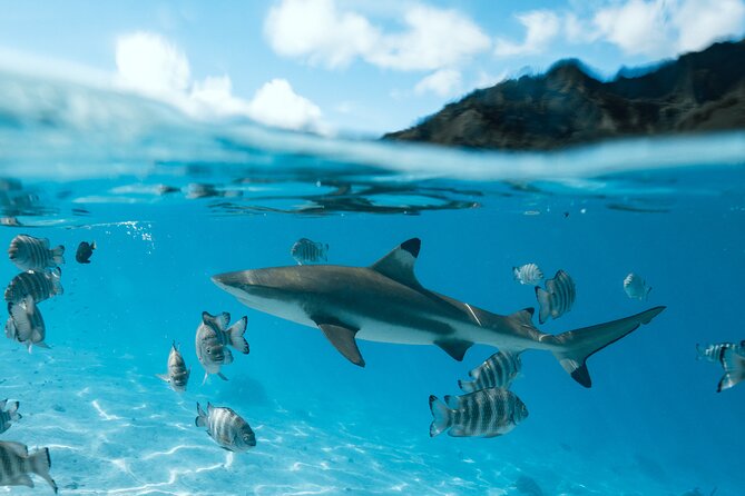 Half Day Snorkeling in Moorea - Snorkeling Stops: Coral Gardens, Drift Snorkeling, and Why Each Site Matters