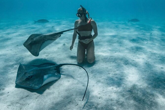 Half Day Snorkeling in Moorea - What About Turtles and the Other Sea Life?