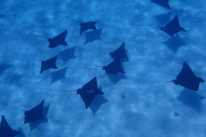 Half day Snorkeling Shared Boat Tour in Bora Bora - Quick Hits I’d Plan Around