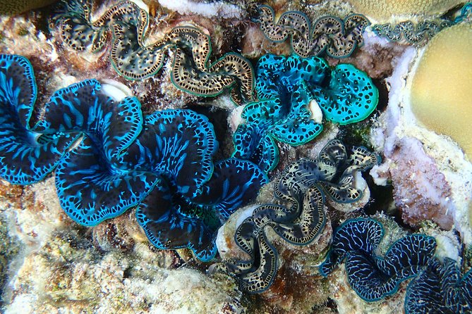 Half day Snorkeling Shared Boat Tour in Bora Bora - Coral Garden on the Inner Reef: Your Best Bet for Fish on Every Trip