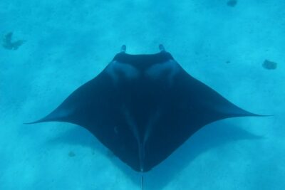 Half day Snorkeling Shared Boat Tour in Bora Bora - The Practical Stuff: Boat, Group Size, and Getting In the Water