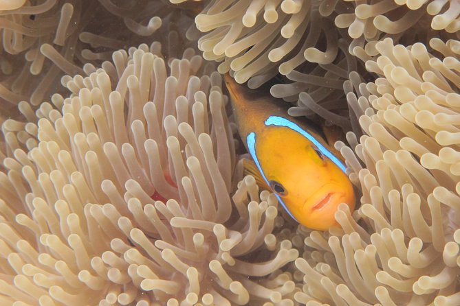 Half day Snorkeling Shared Boat Tour in Bora Bora - Manta Rays and Eagle Rays: What Is Included and What Is Not Guaranteed