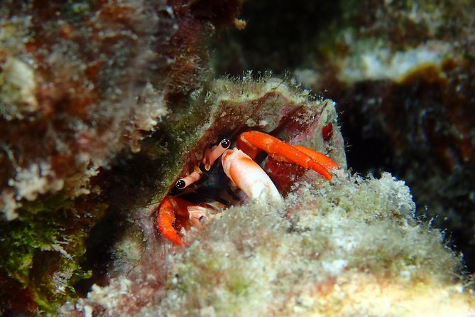 Half day Snorkeling Shared Boat Tour in Bora Bora - Wildlife Ethics: Why No Feeding Changes the Experience