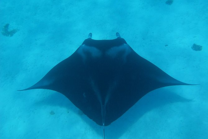Half day Snorkeling Shared Boat Tour in Bora Bora - The Practical Stuff: Boat, Group Size, and Getting In the Water