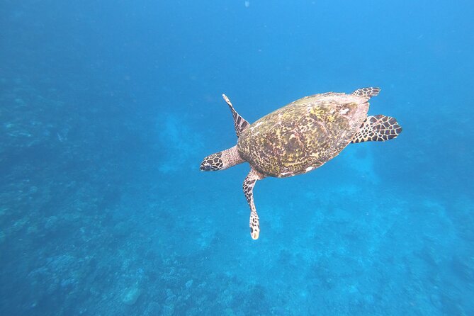 Half-Day Snorkeling Tour in Tahiti - Key highlights