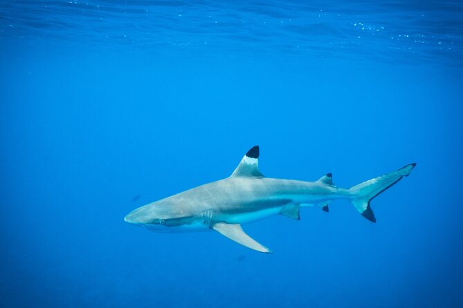 Half-Day Snorkeling Tour in Tahiti - Small-Boat Start in Papeete: What Your Half Day Actually Feels Like