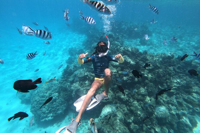 Half-Day Snorkeling Tour in Tahiti - The Aquarium Wreck Stop: Plane and Boat Debris With Fish Clouds