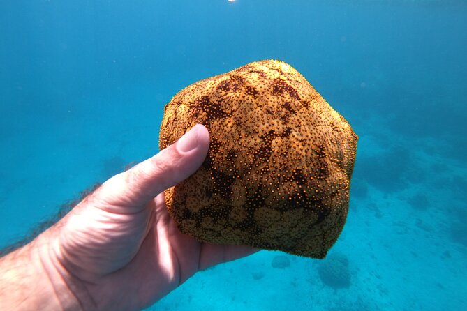 Half-Day Snorkeling Tour in Tahiti - Freshwater Springs and Coral Garden: Where Sea Turtles Become a Real Maybe