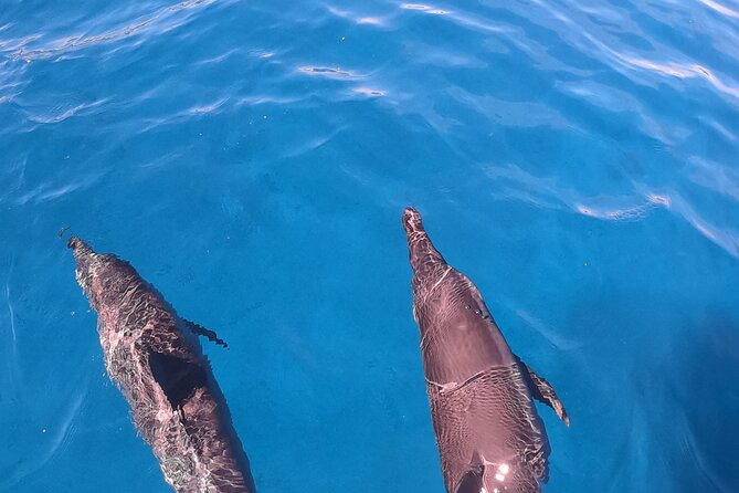 Half-Day Snorkeling Tour in Tahiti - Price and Value: Is $170.78 Worth It for This Half-Day?