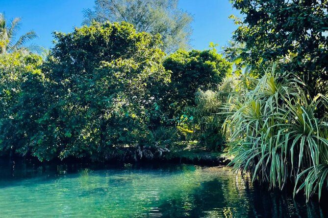 Half day Tahiti Peninsula and Teahupoo boat tour (shared boat) - Vaipoiri river mouth: a short walk, local plants, and a cooler-paced moment