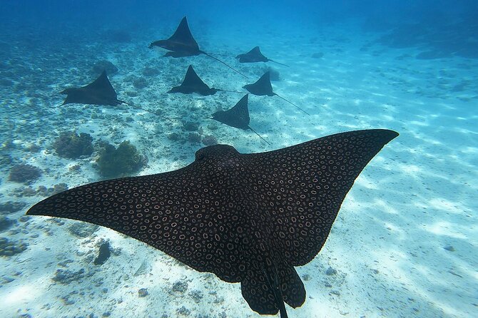 Half Day Tour lagoon discovery marine fauna flora small group - Key highlights to look forward to