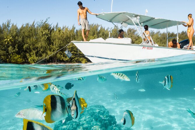 Half Day Tour lagoon discovery marine fauna flora small group - Small group lagoon time: why this Moorea tour works